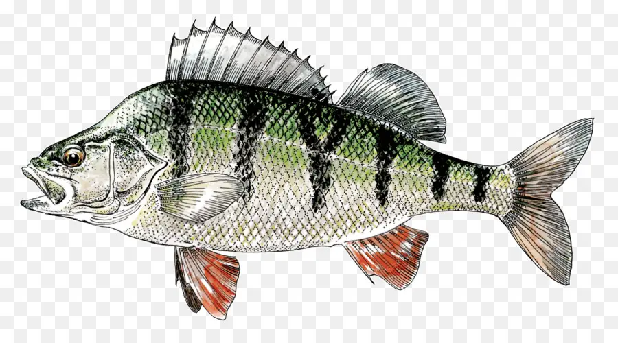 Poisson，Aquatique PNG