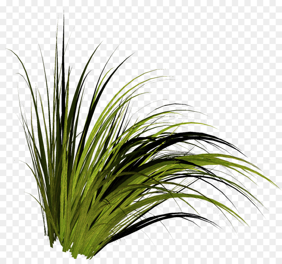 Herbe，Vert PNG