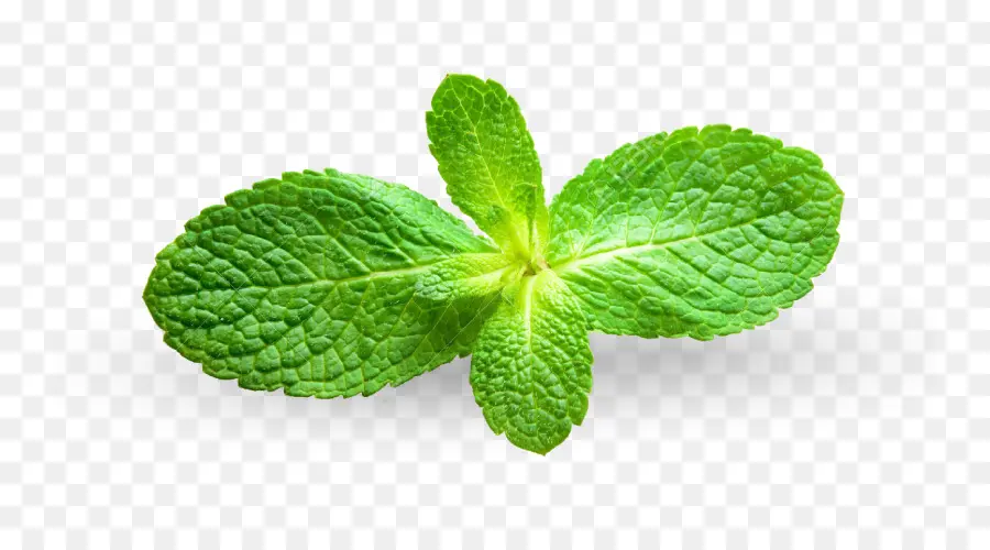 Feuilles De Menthe，Herbe PNG