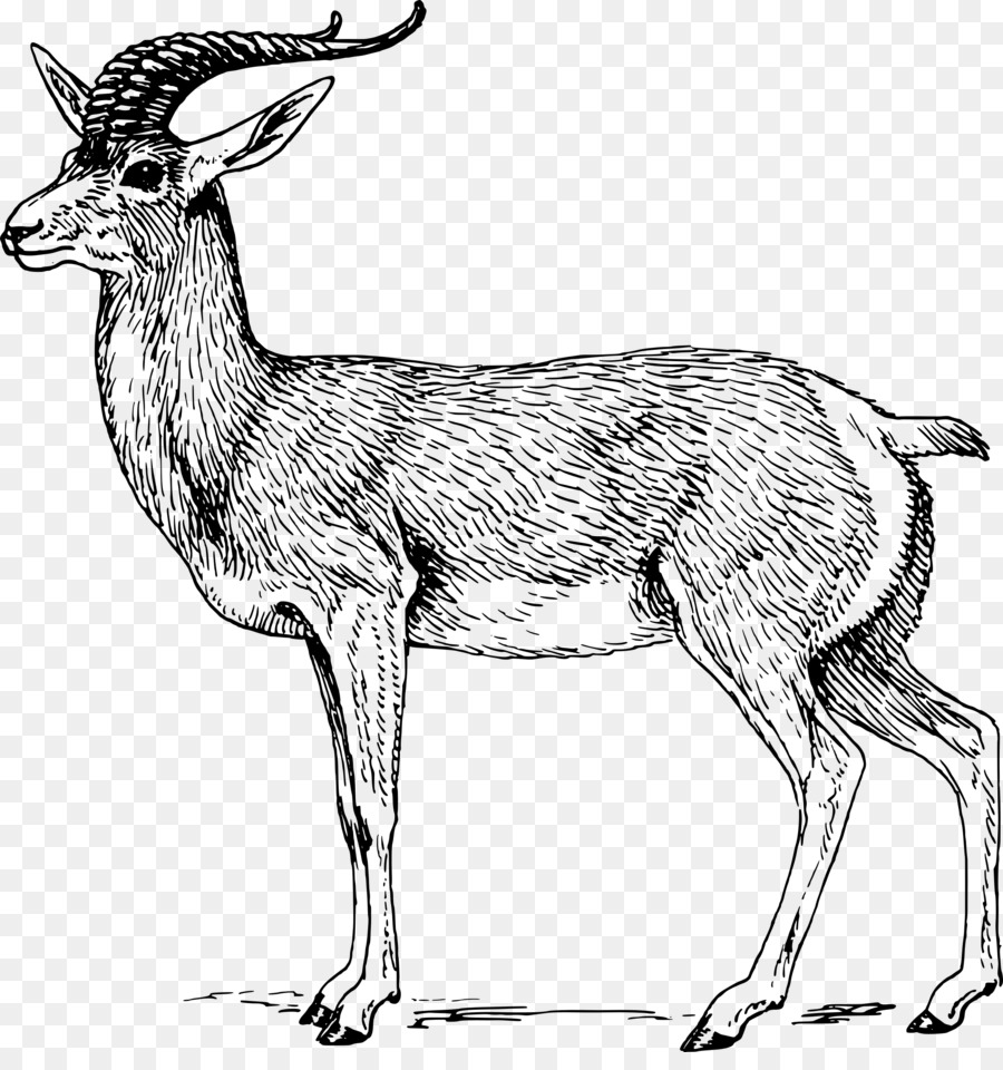 L Antilope，Springbok PNG