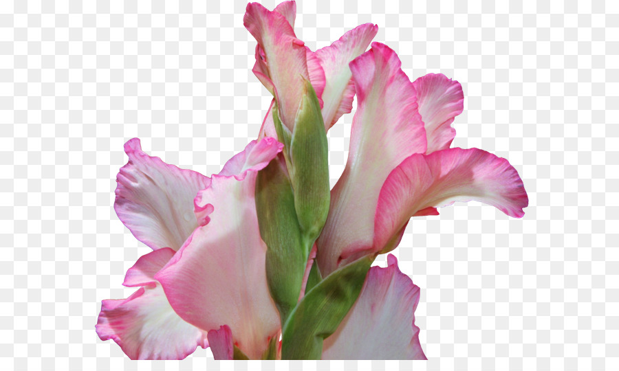 Fleur D'iris，Violet PNG