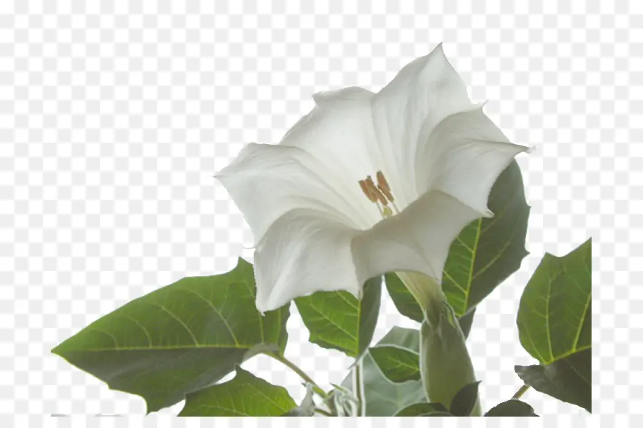 Fleur Blanche，Floraison PNG