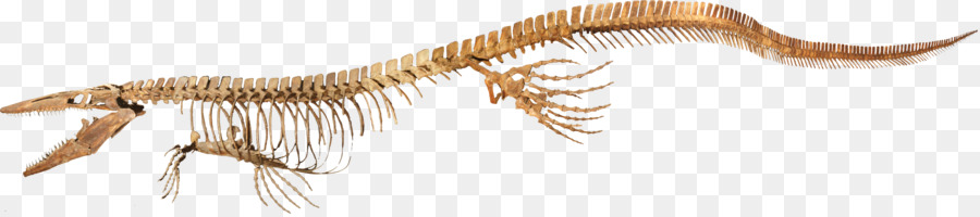 Tylosaurus，La Fin Du Crétacé PNG