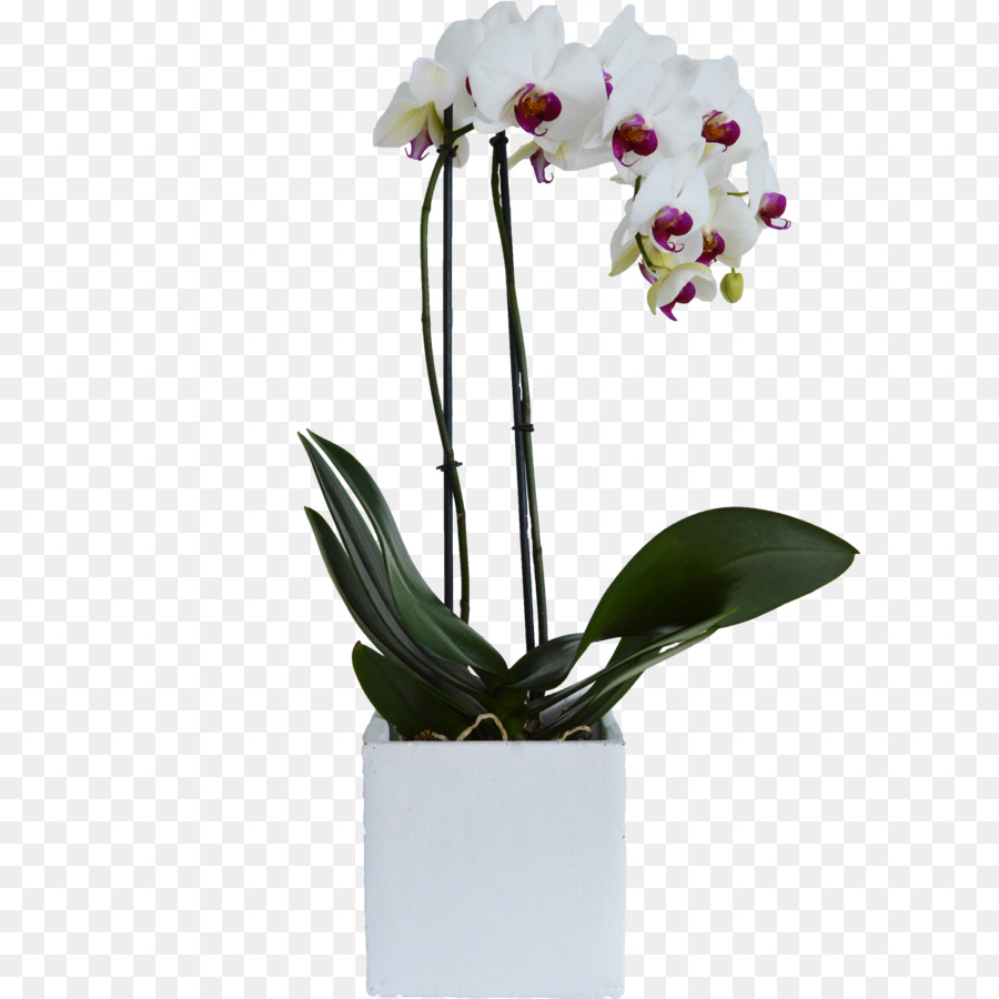 Plante En Pot，Orchidée PNG