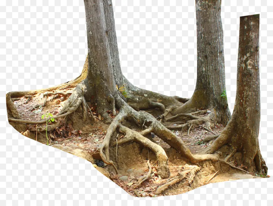 Racines Des Arbres，Arbres PNG