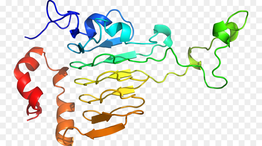 Structure Des Protéines，Molécule PNG