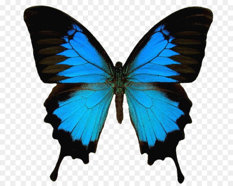 Papillon Bleu，Ailes PNG