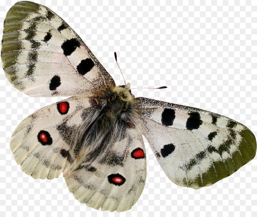 Papillon，Insecte PNG