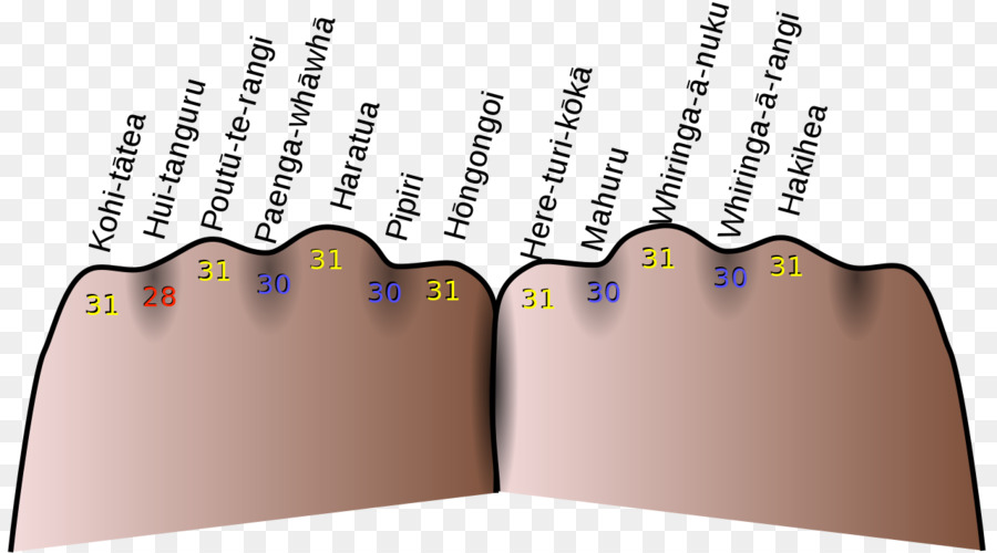 Knuckle Mnémonique，Calendrier Grégorien PNG