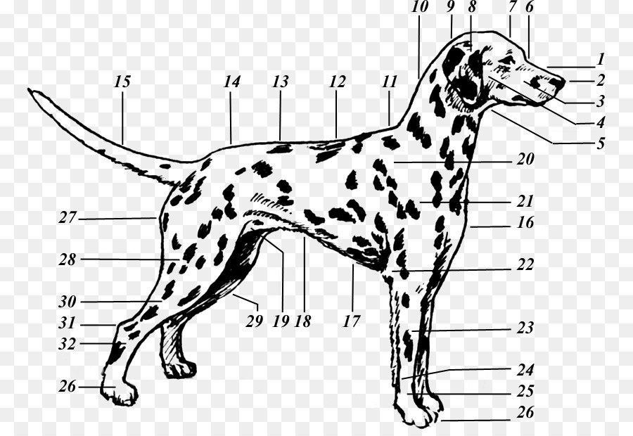 Diagramme Dalmatien，Chien PNG