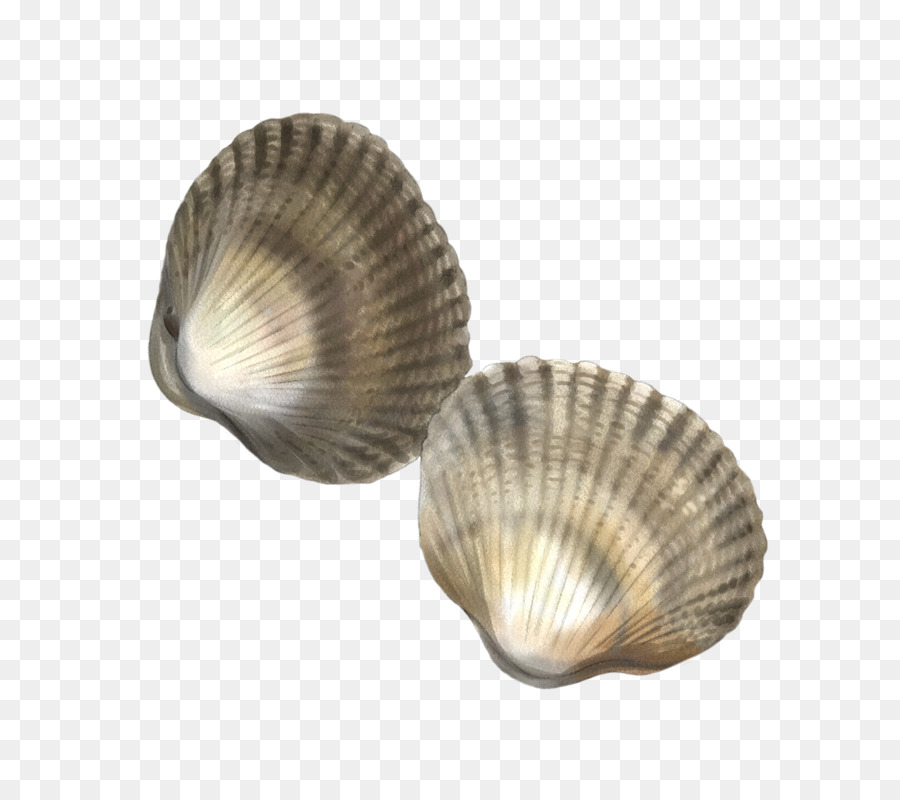 Coque，Coquillage PNG