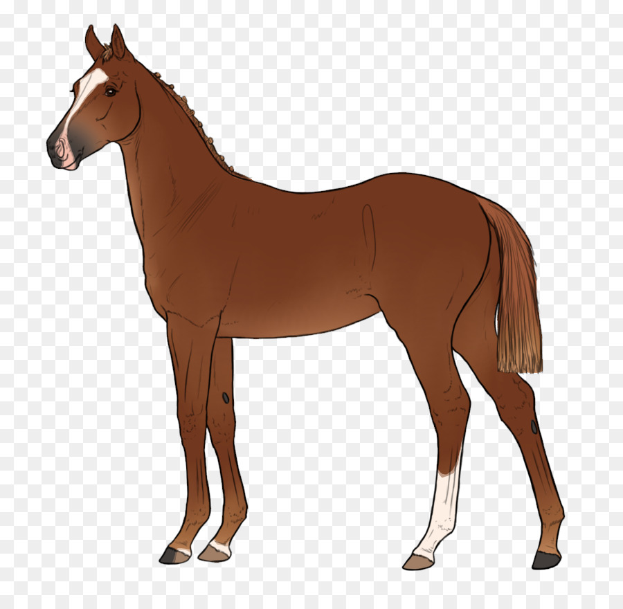 Mule，Poulain PNG