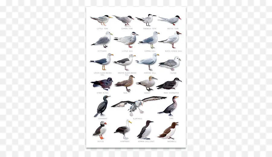 Oiseaux，Espèces PNG