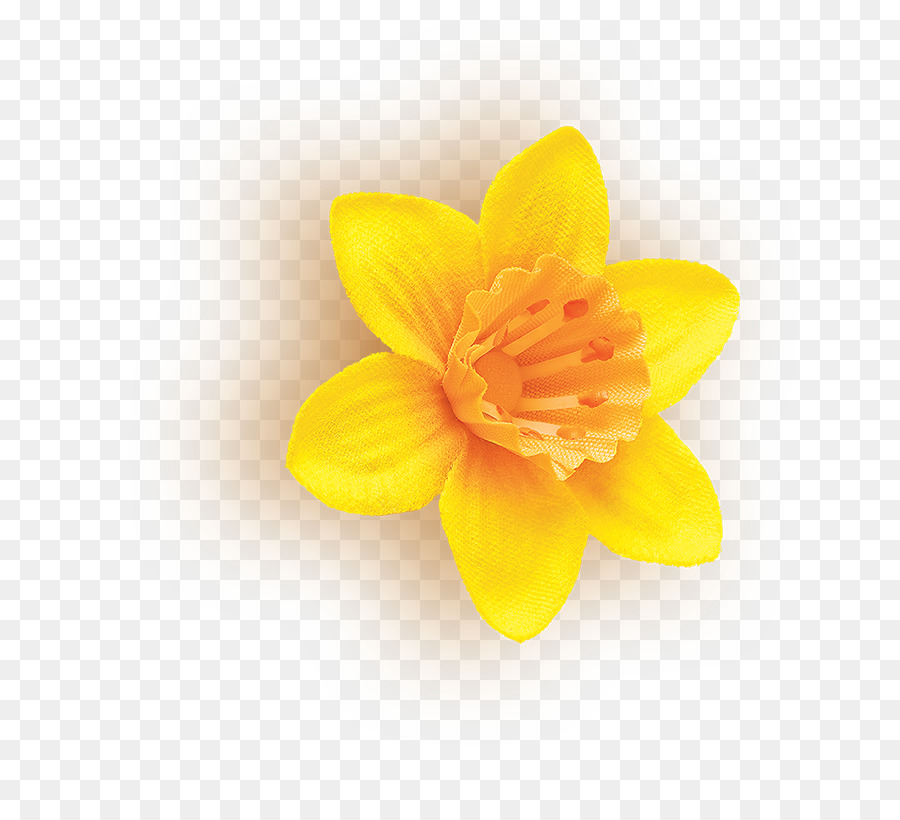 Fleur Jaune，Jonquille PNG