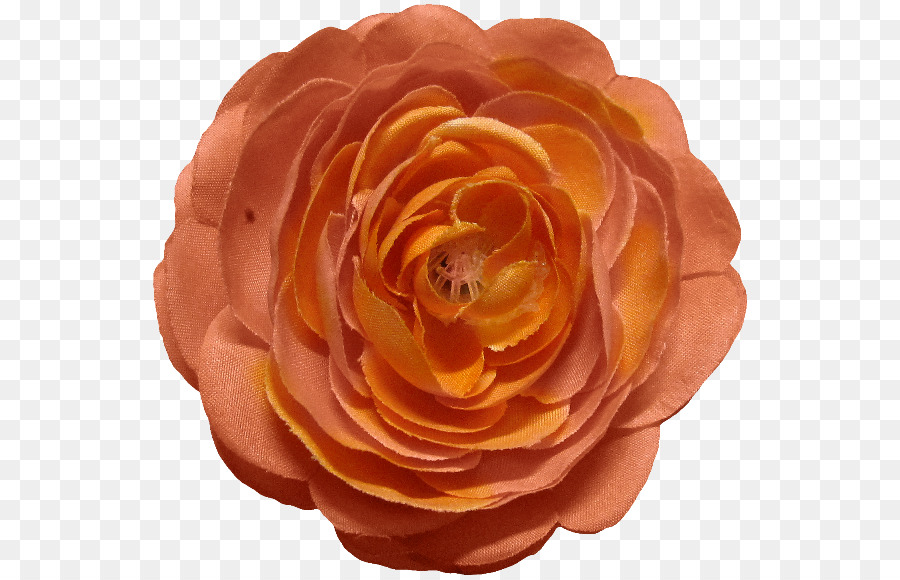 Rose Orange，Pétales PNG