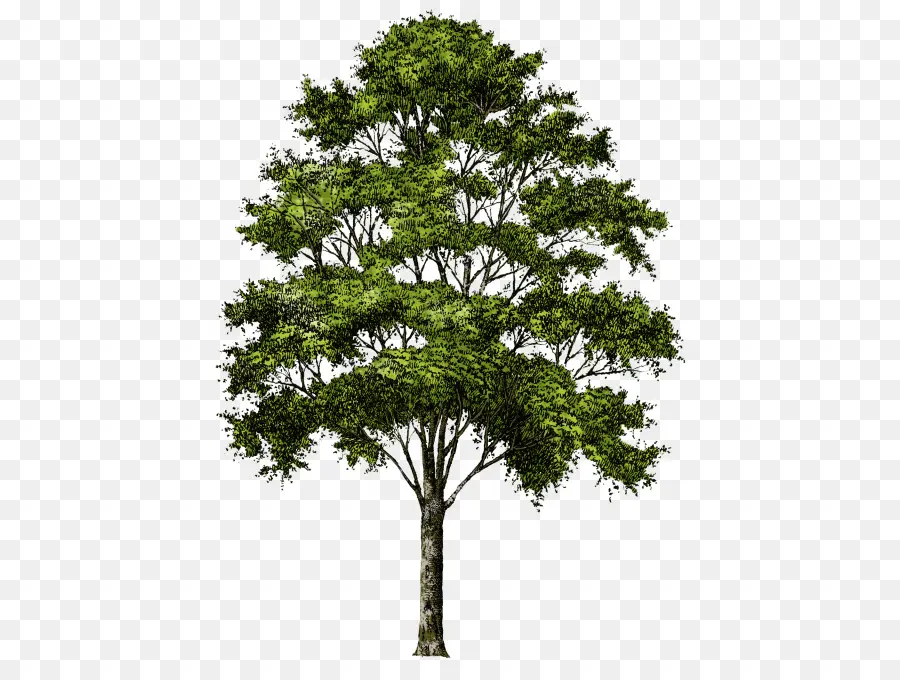 Arbre，Feuilles PNG