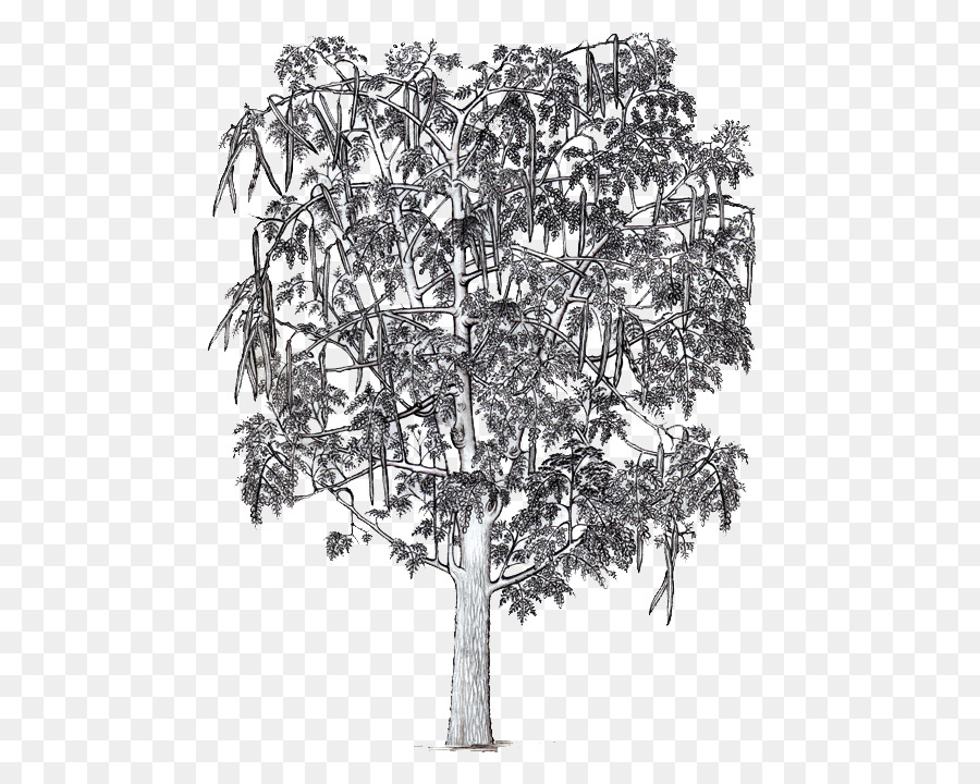 Illustration D'arbre，Arbre PNG