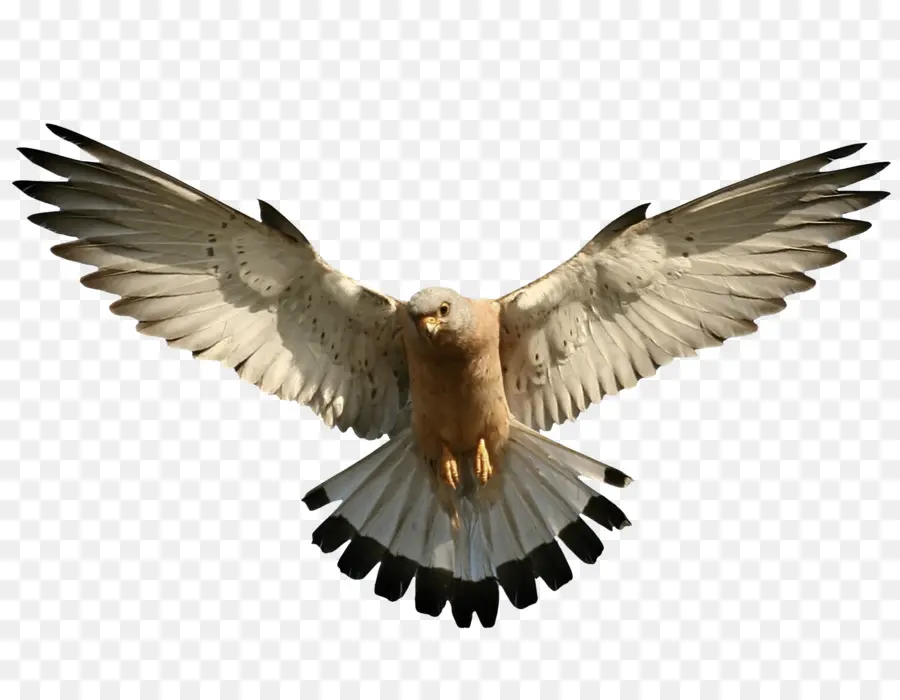 Oiseau Volant，Ailes PNG