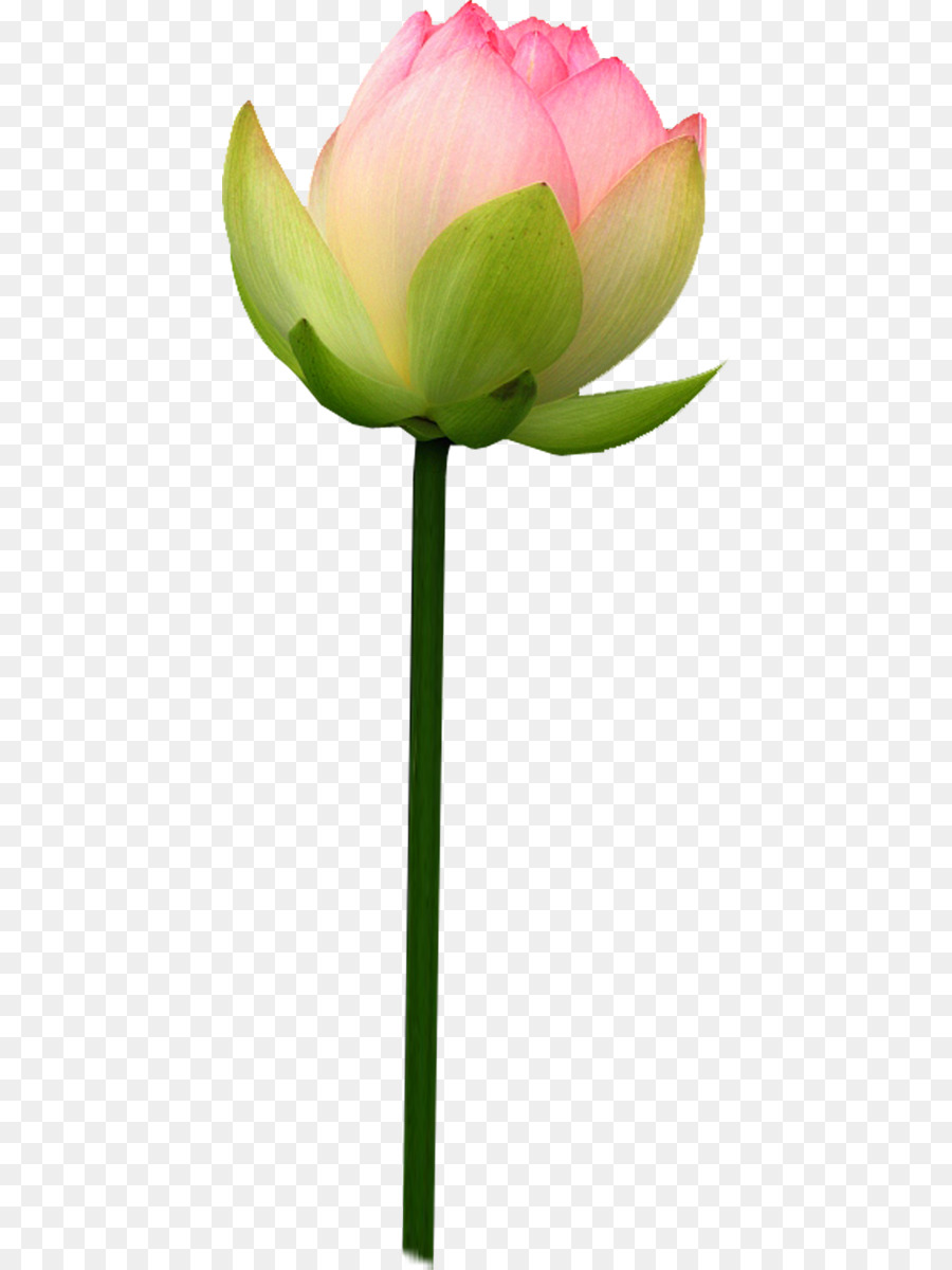 Lotus Rose，Floraison PNG