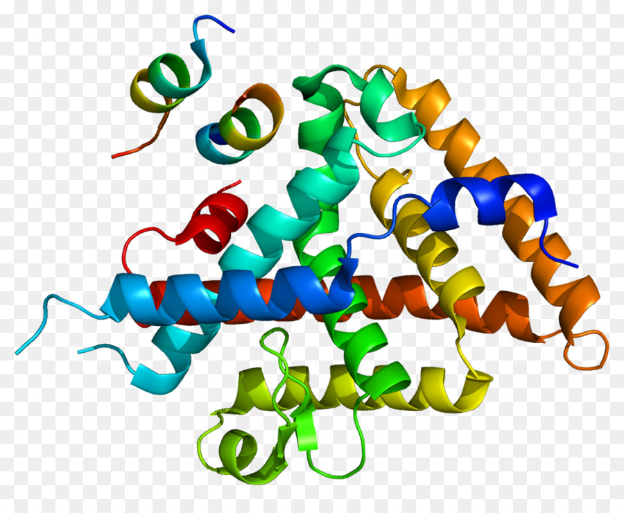 Structure Des Protéines，Biologie PNG