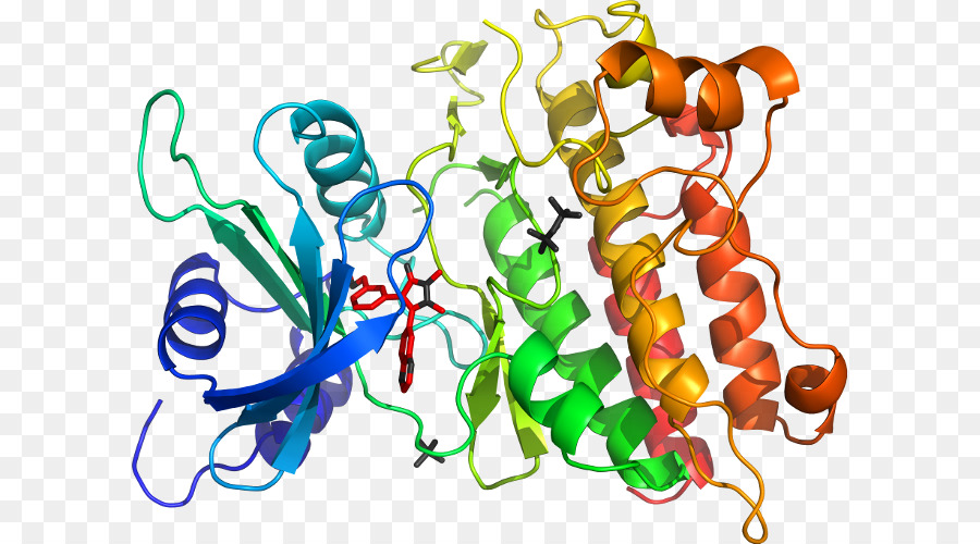 Structure Des Protéines，Biologie PNG