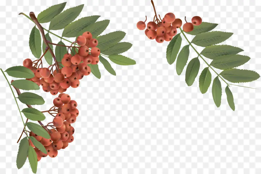 Rowan，Baner PNG