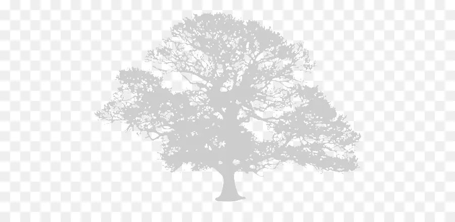 Silhouette D'arbre，Ombre PNG