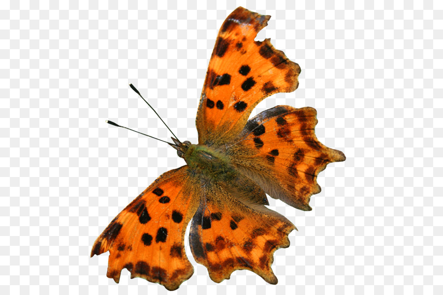 Papillon，Brun PNG