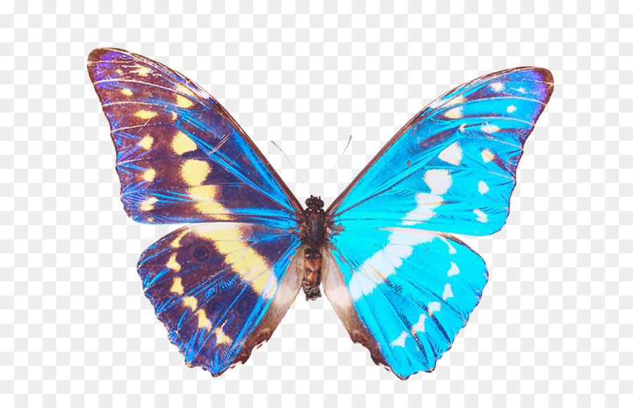 Papillon，Insecte PNG