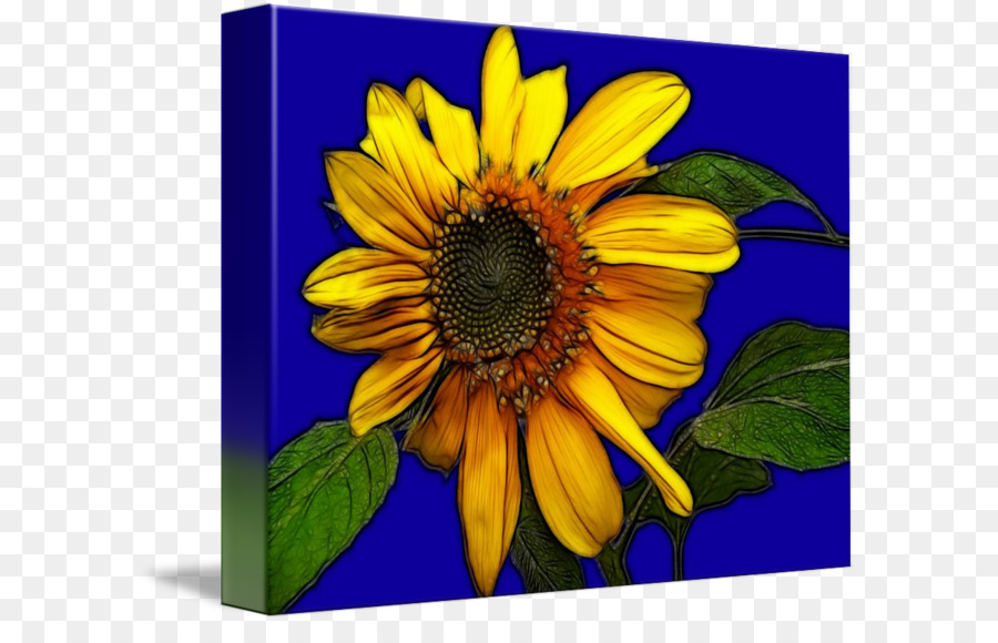 Tournesols，Fleurs PNG