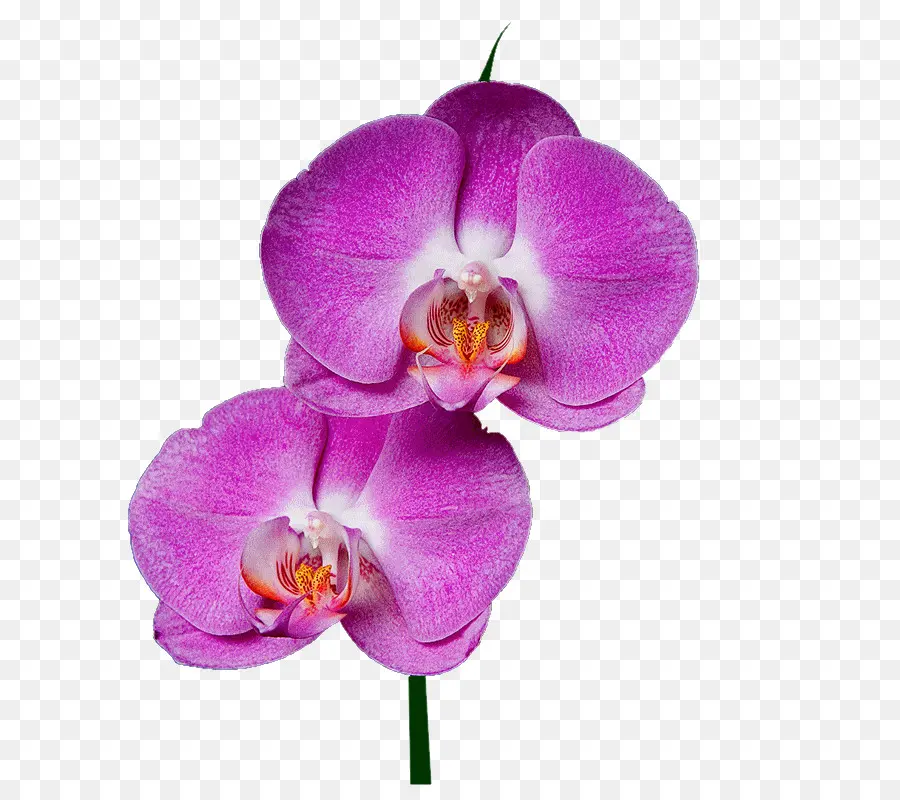 Teigne Des Orchidées，Les Roses De Jardin PNG
