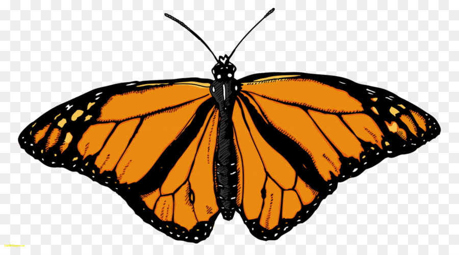 Papillon Monarque，Orange PNG