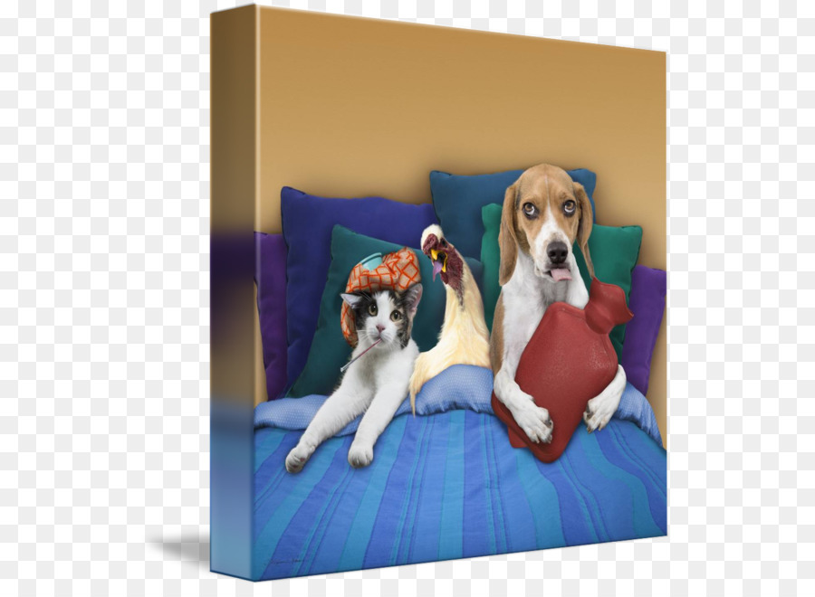 Beagle，Race De Chien PNG