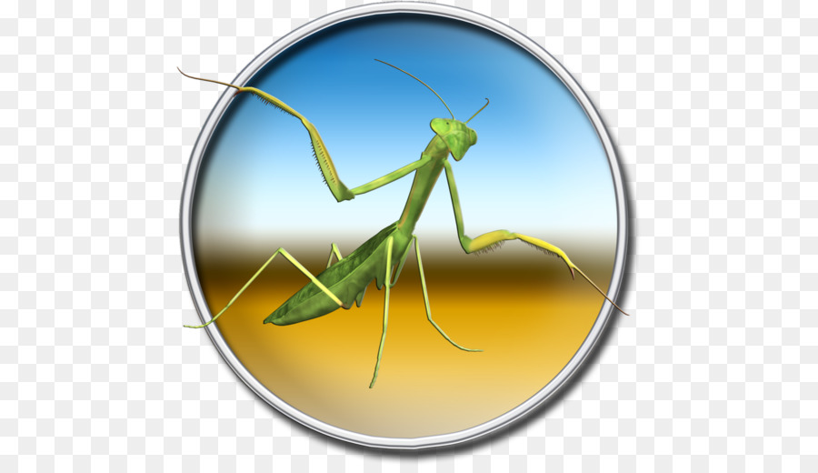 Mantis，Criquet PNG