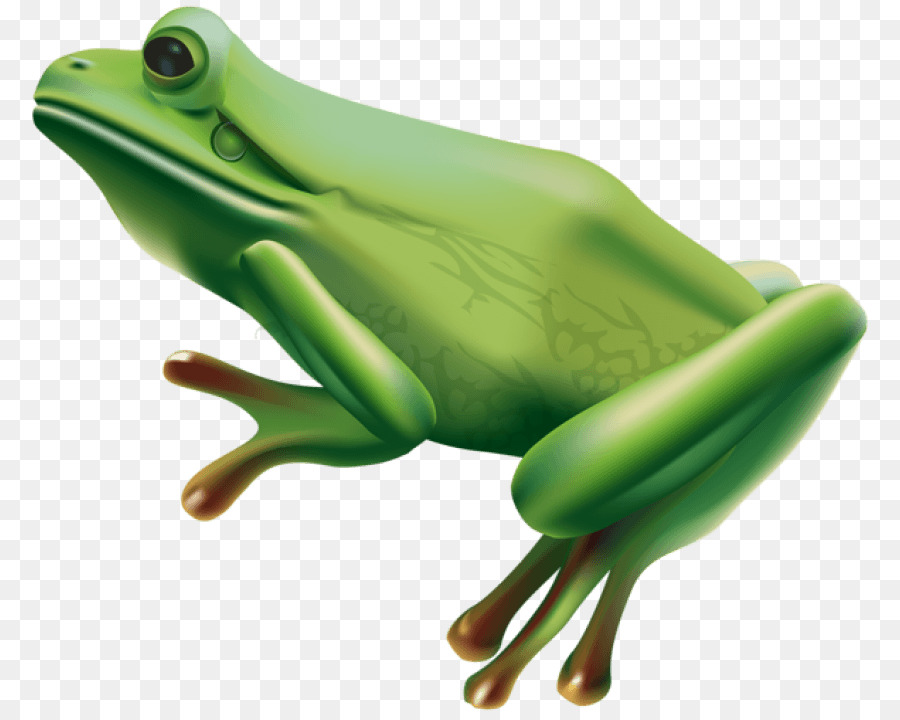 Grenouilles Colorées，Coloré PNG