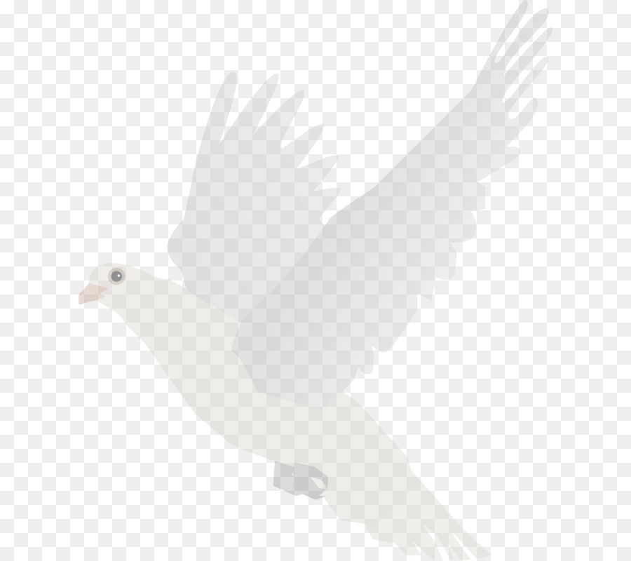 Tshirt，Columbidae PNG