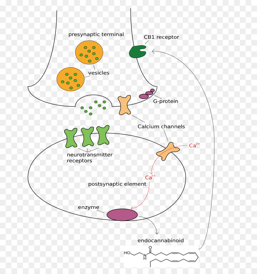 Diagramme Du Neurotransmetteur，Synapse PNG