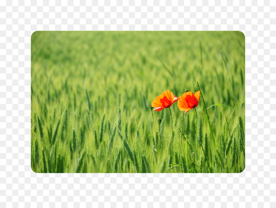 Prairie，Fleurs Sauvages PNG