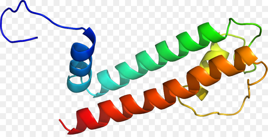 Ligne，Organisme PNG