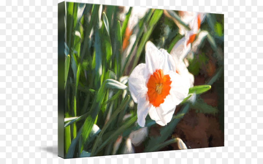 Fleurs，Coquelicots PNG