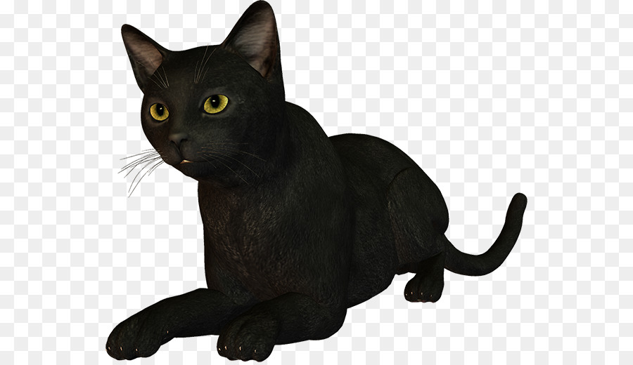 Chat Noir，Animal De Compagnie PNG