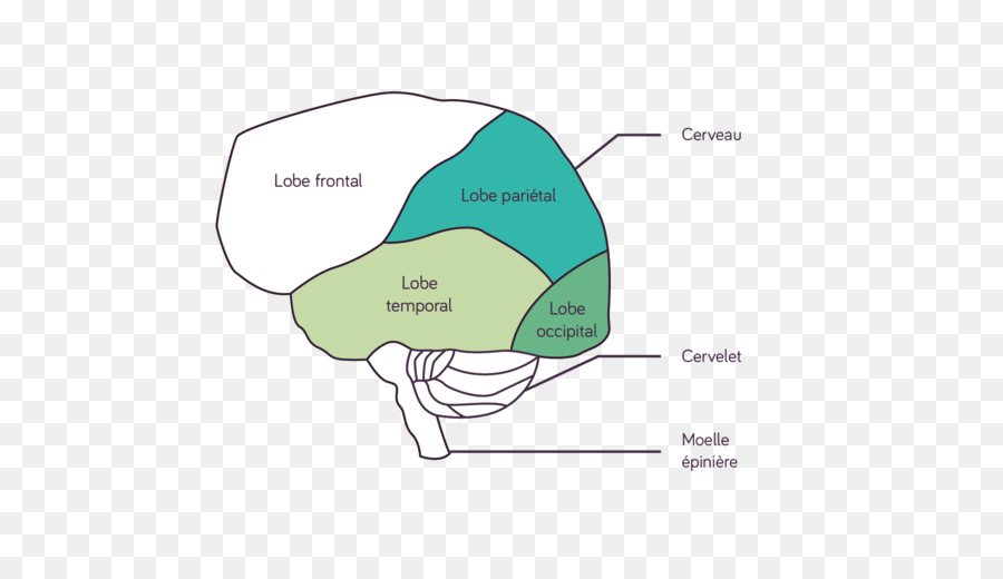 Le Cerveau Humain，Chimie PNG