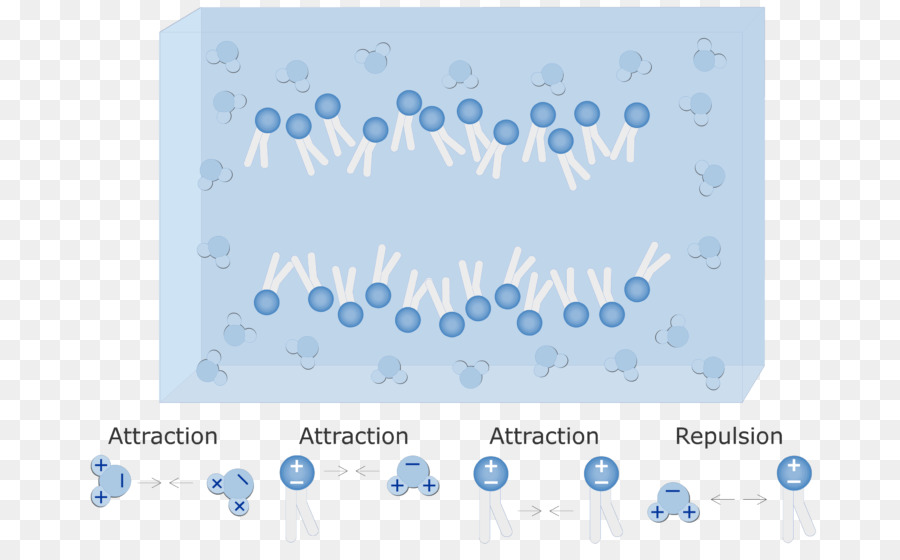 Molécules，Attirance PNG