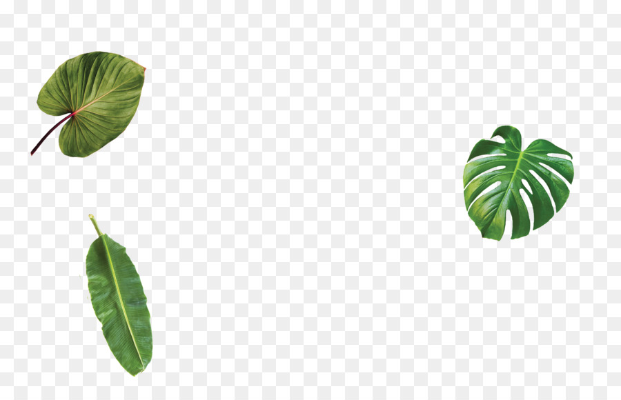 Feuille，Tige De La Plante PNG