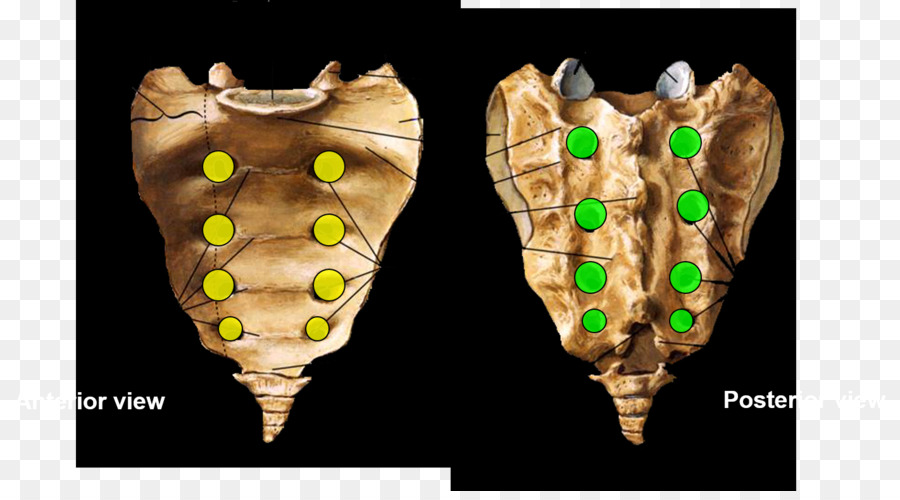 Foramen Intervertébral，Sacré PNG