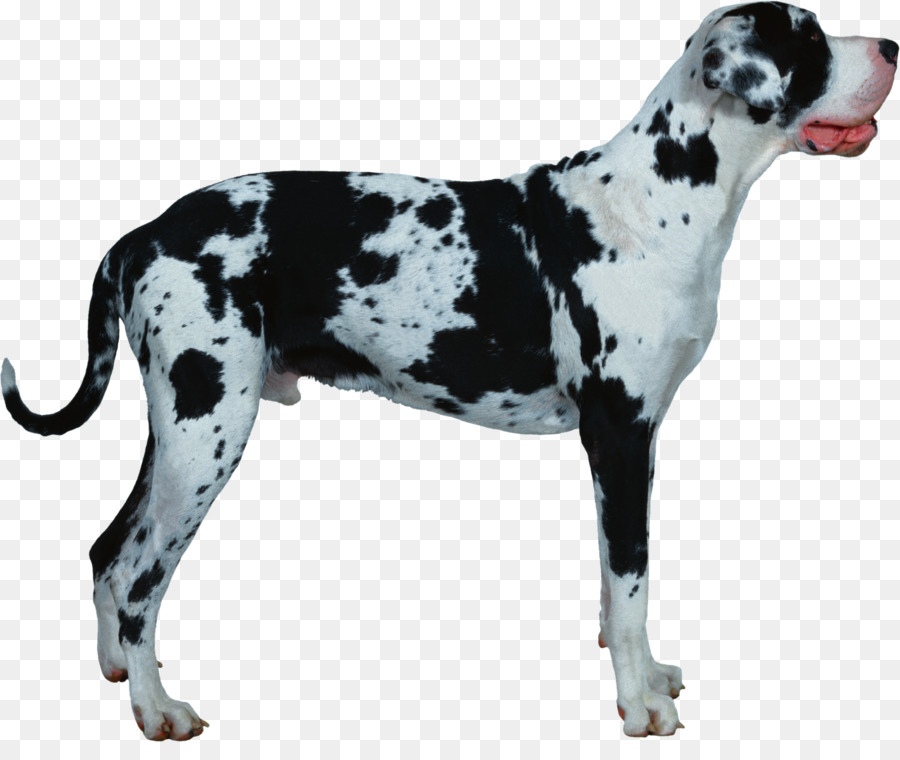 Great Dane Vieux Danois Pointeur Race De Chien Png Great