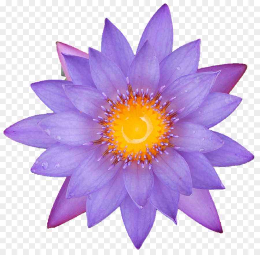 Fleur De Lotus，Fleurir PNG