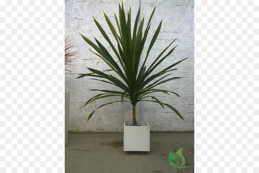 Arecaceae，Flowerpot PNG