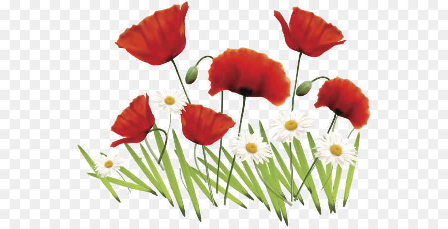 Fleurs，Coquelicots PNG