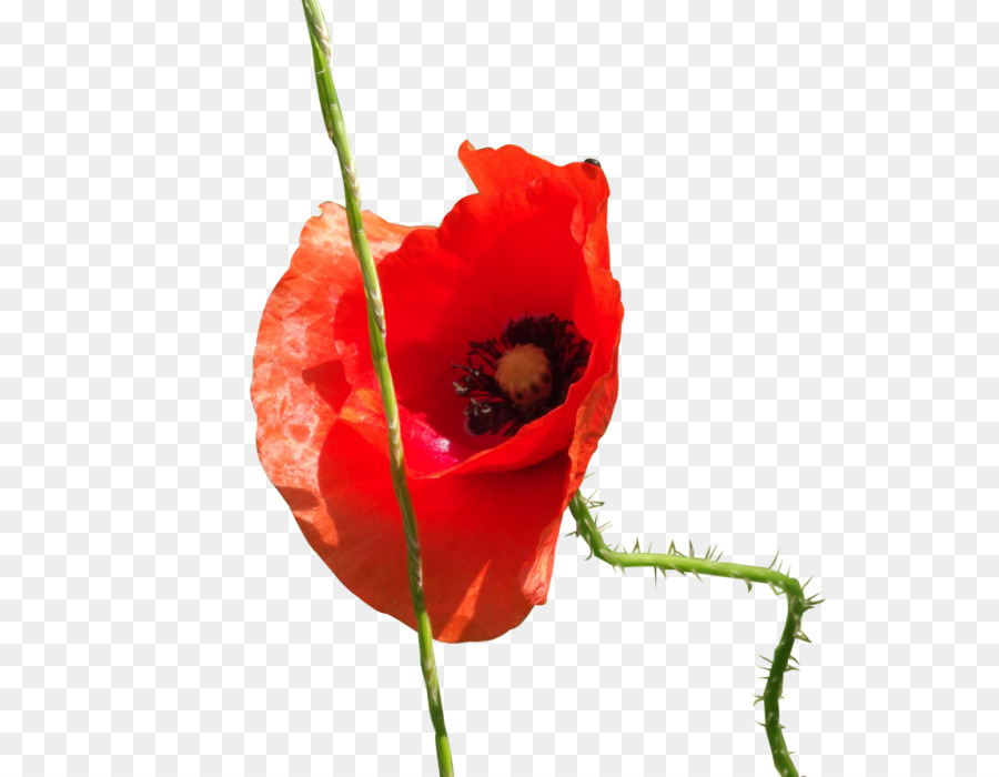 Coquelicot Rouge，Pavot PNG